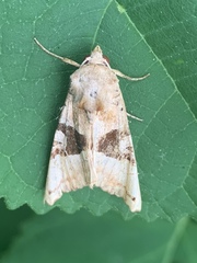 Phlogophora