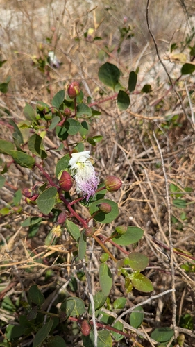 Image of Rock Caper (Capparis orientalis) by no rights reserved