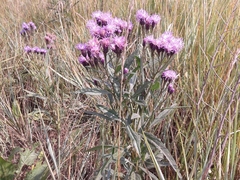Saussurea salicifolia