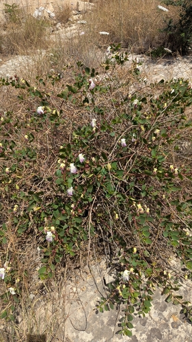 Image of Capparis orientalis by no rights reserved