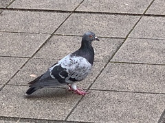 Columba livia domestica