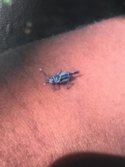 Ripipteryx rivularia