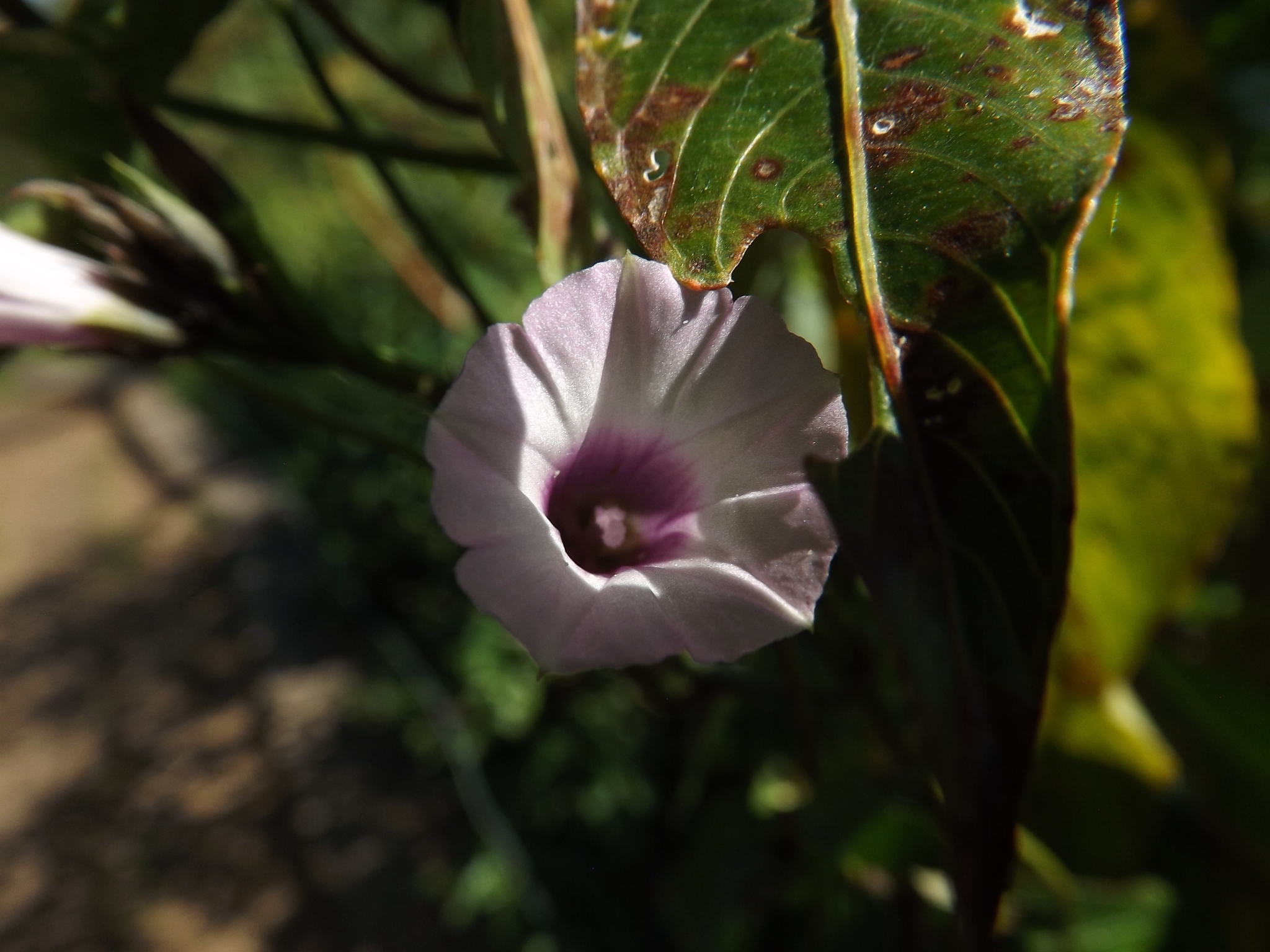 Imagem de Corda-de-viola