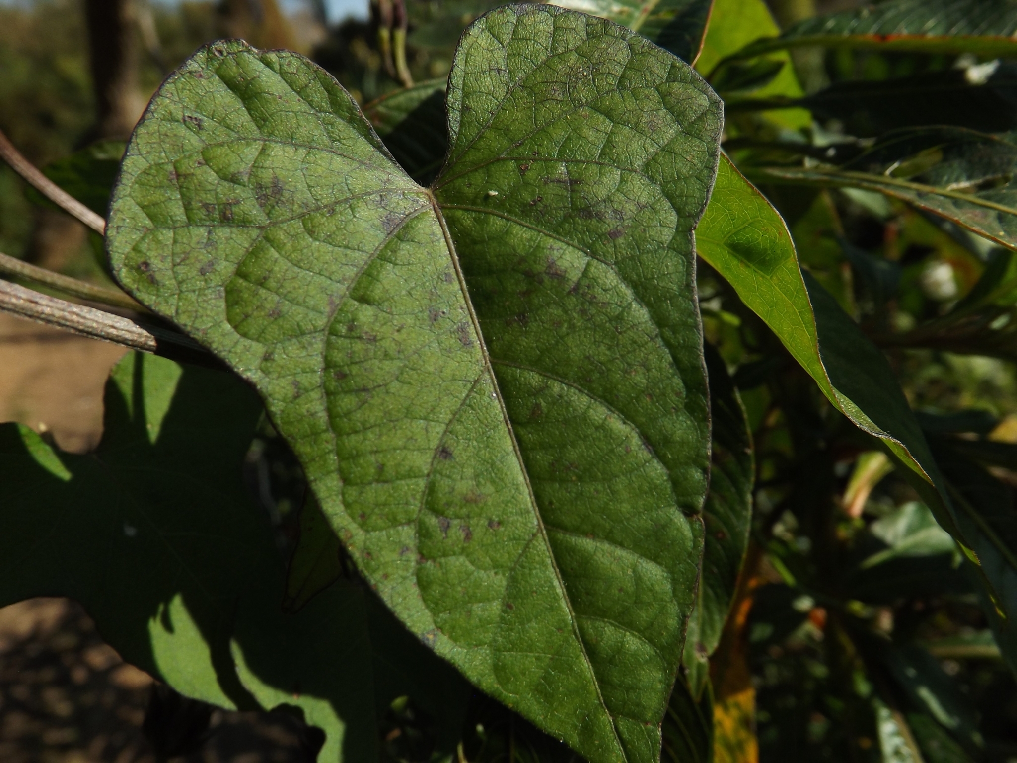 Imagem de Corda-de-viola