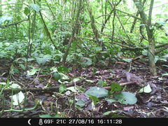 Leptotila plumbeiceps