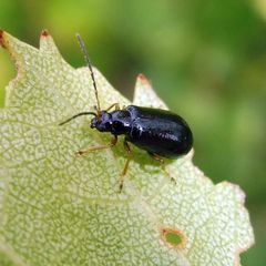 Luperus longicornis