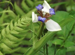 Trimezia gracilis