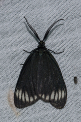 Cyclosia panthona