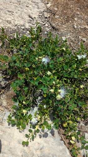 Image of Rock Caper (Capparis orientalis) by no rights reserved