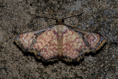 Enispa elataria