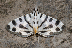 Pycnarmon jaguaralis