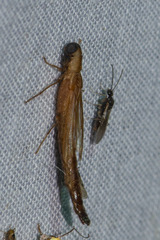 Lymexylidae