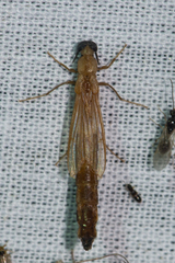 Lymexylidae