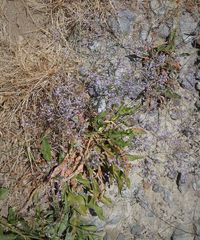 Limonium graecum