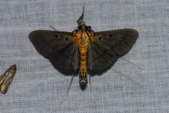 Filodes fulvidorsalis
