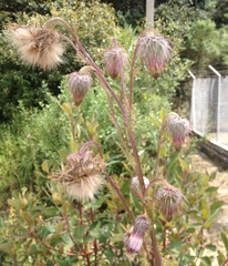 Cirsium subuliforme