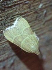 Parachma ochracealis