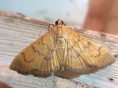 Psara dryalis
