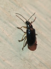Lysathia ludoviciana