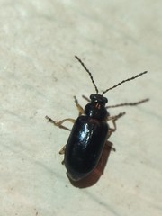 Lysathia ludoviciana