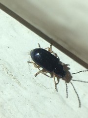 Lysathia ludoviciana