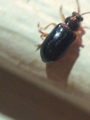 Lysathia ludoviciana