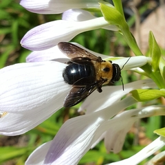 Xylocopa virginica