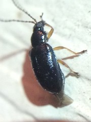 Lysathia ludoviciana
