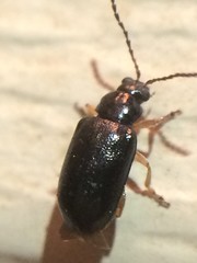 Lysathia ludoviciana