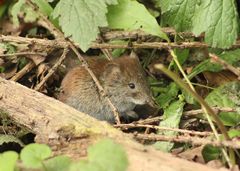 Clethrionomys glareolus