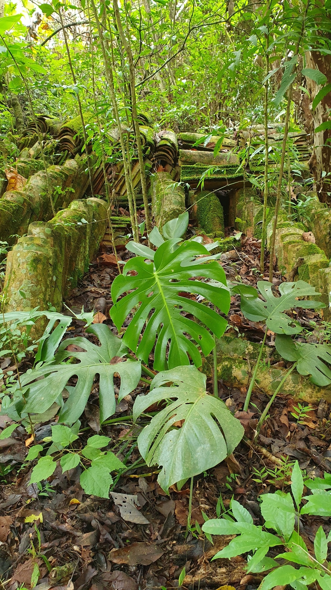 Monstera deliciosa