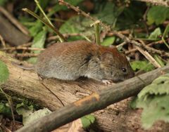 Clethrionomys glareolus