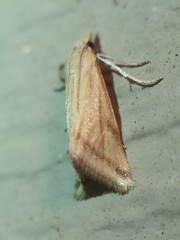 Microtheoris