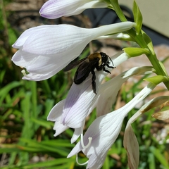 Xylocopa virginica