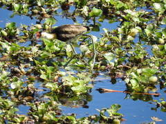 Irediparra gallinacea