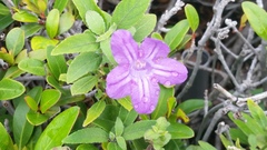 Ruellia squarrosa