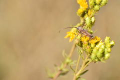 Crossidius testaceus