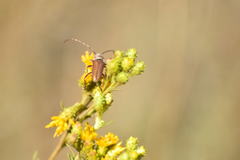 Crossidius testaceus