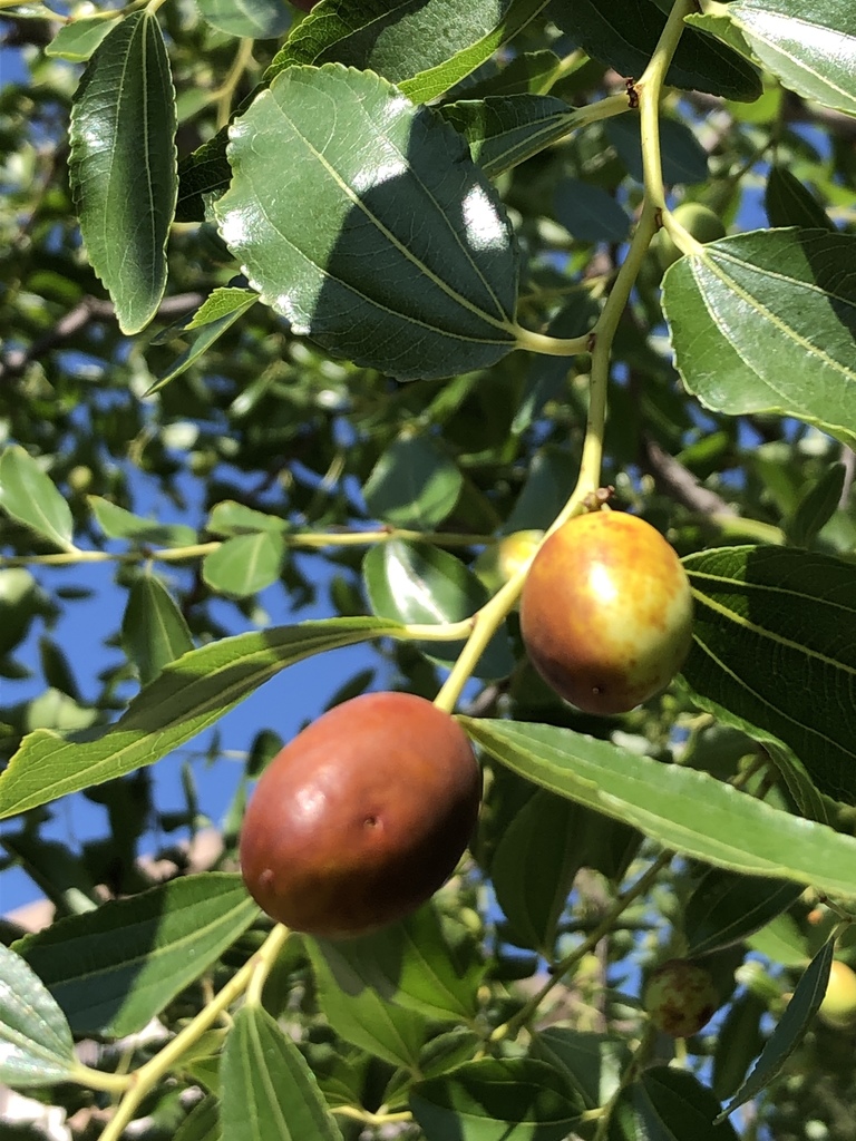 Ziziphus jujuba — an easy houseplant, prefers full sun light