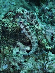 Crossosalarias macrospilus