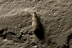 Sciota uvinella