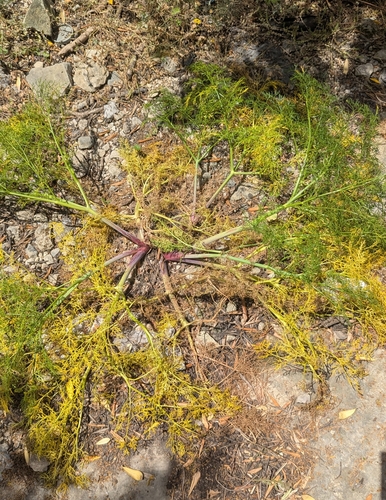 Image of Ferula melitensis by no rights reserved