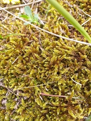 Hypnum cupressiforme lacunosum