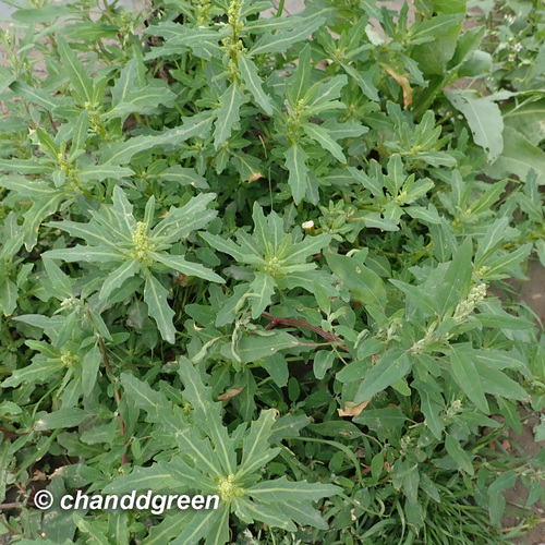 oak-leaved goosefoot