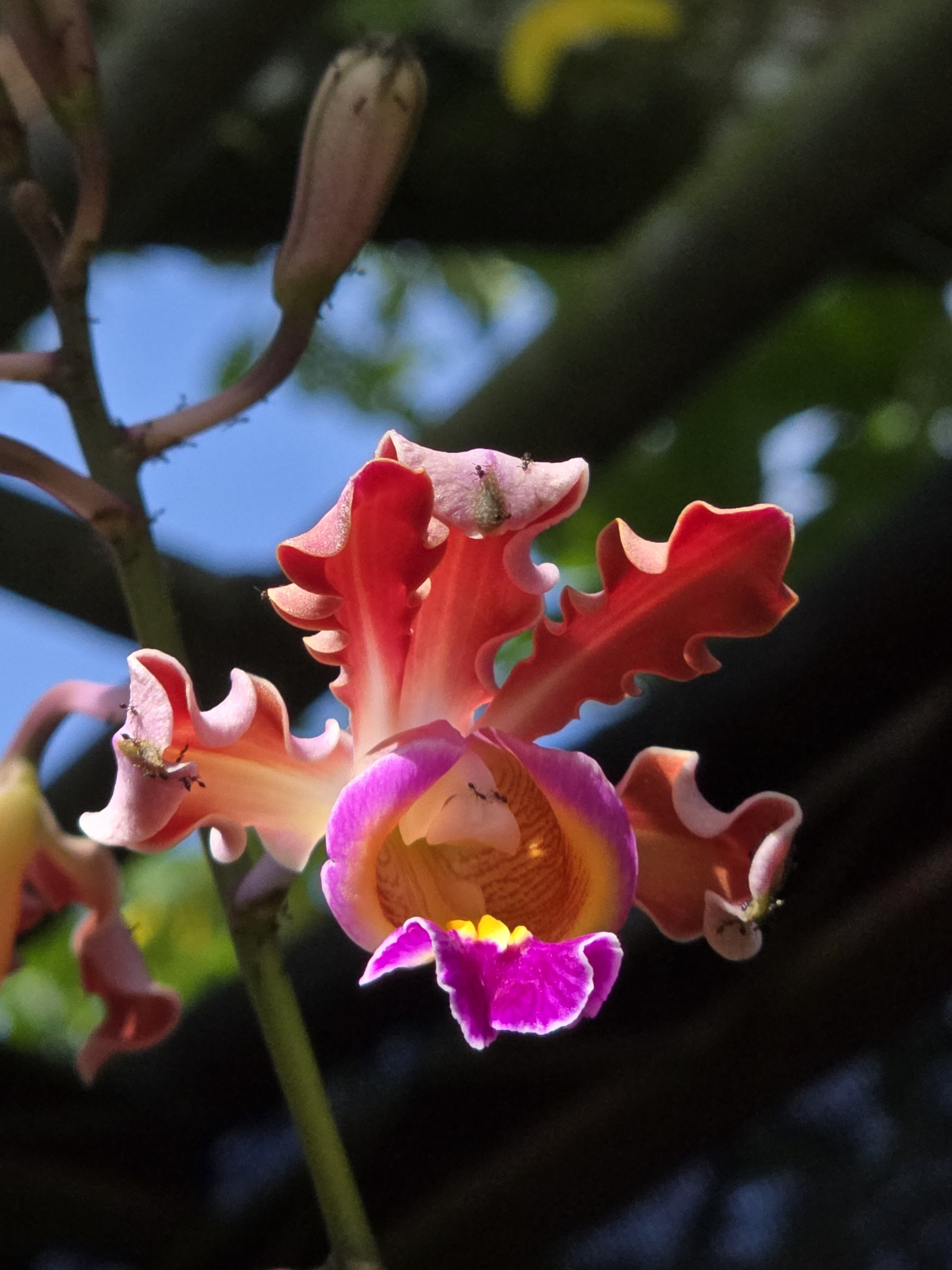 Imagem de Orquídea-trombeta