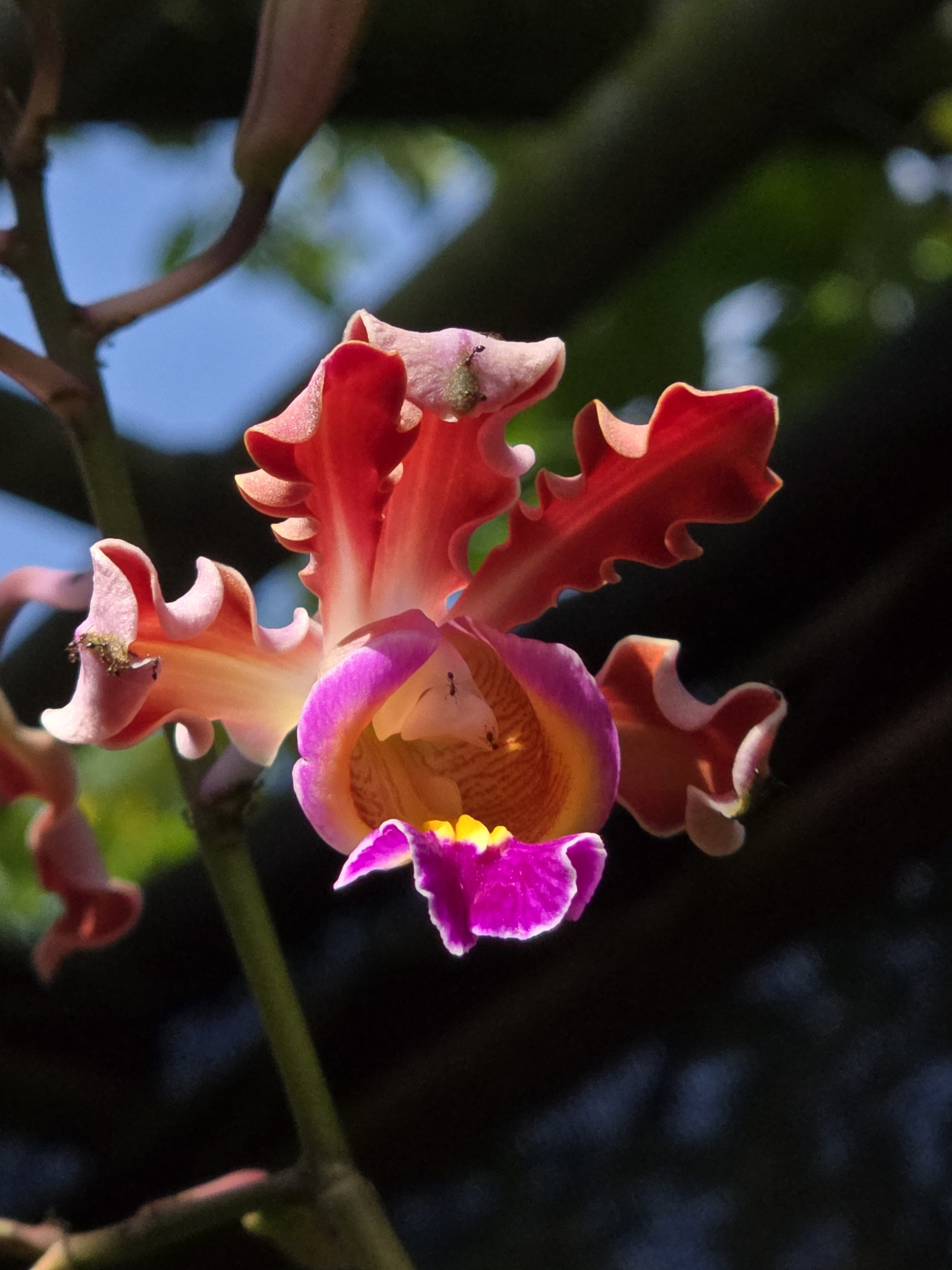 Imagem de Orquídea-trombeta