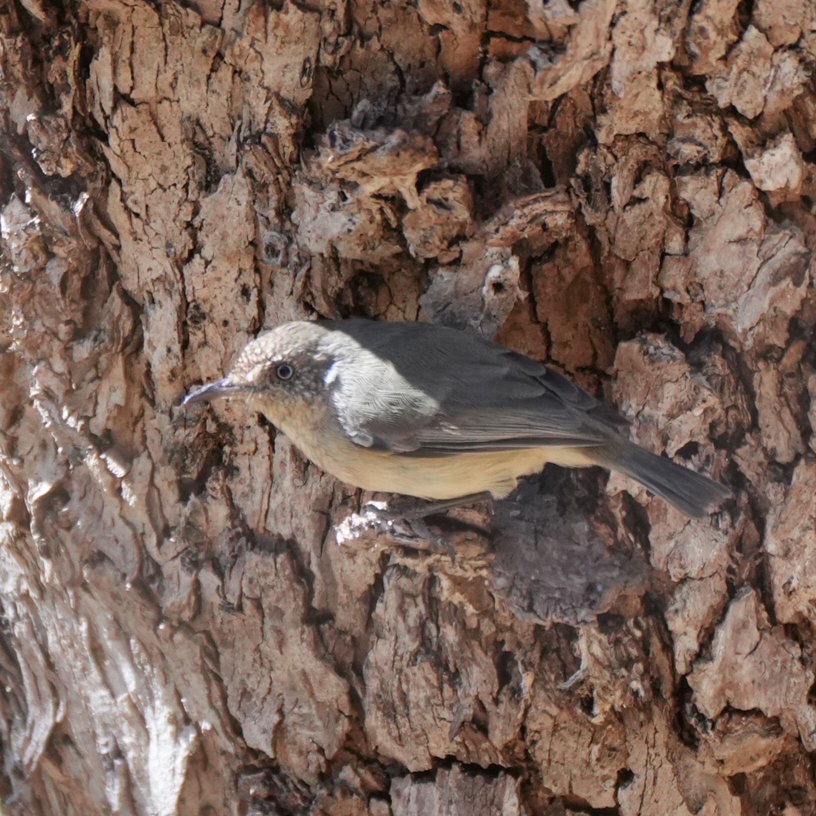 Western Thornbill (Acanthiza inornata), photo 7