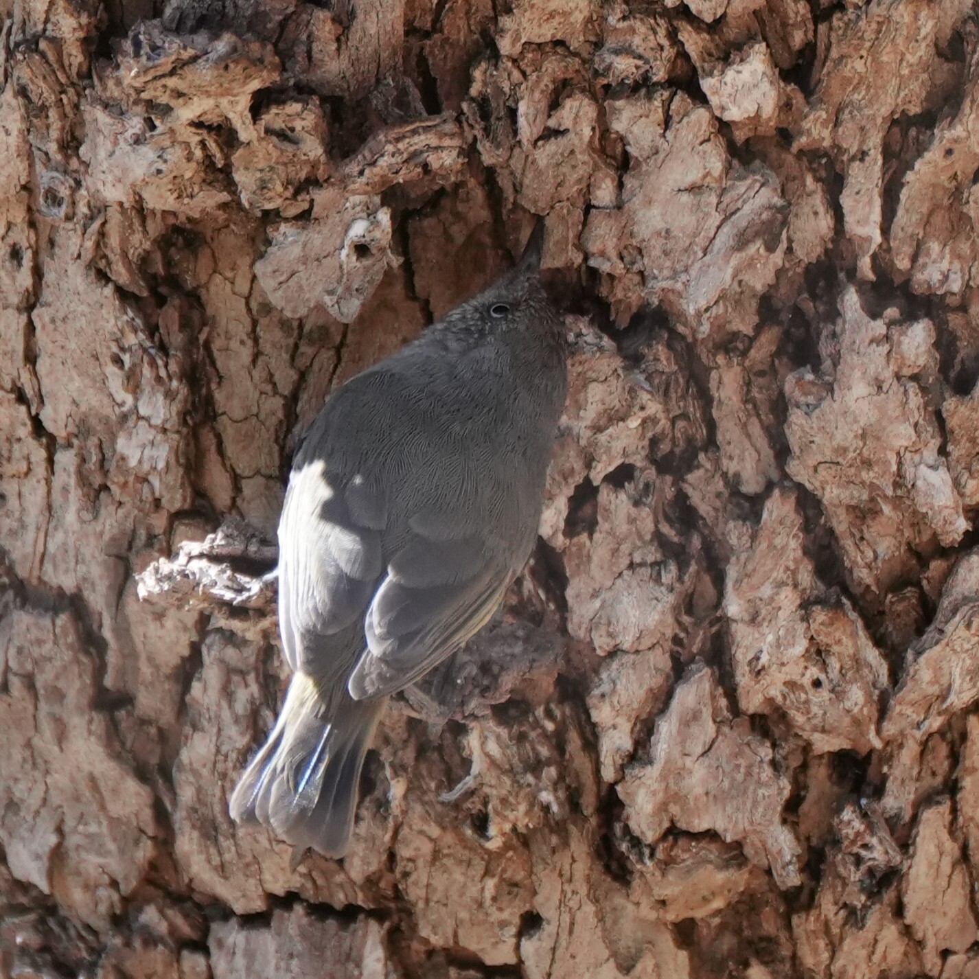 Western Thornbill (Acanthiza inornata), photo 6