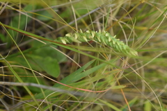 Spiranthes incurva