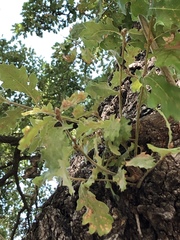 Quercus pubescens